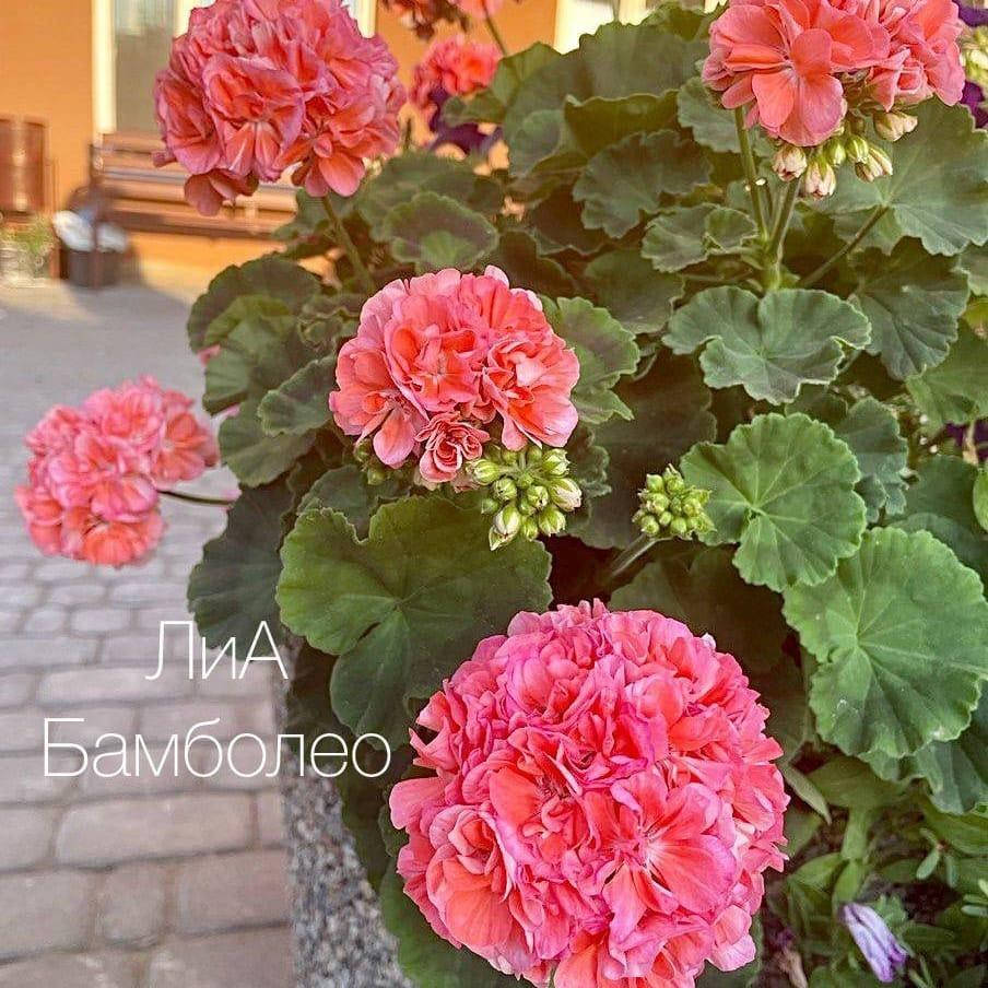 

555с ЛиА Бамболео