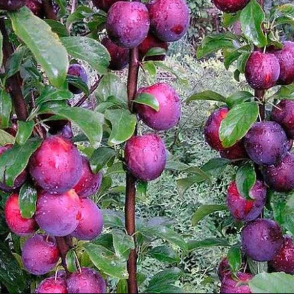 

Слива колоновидная Командор (летняя)