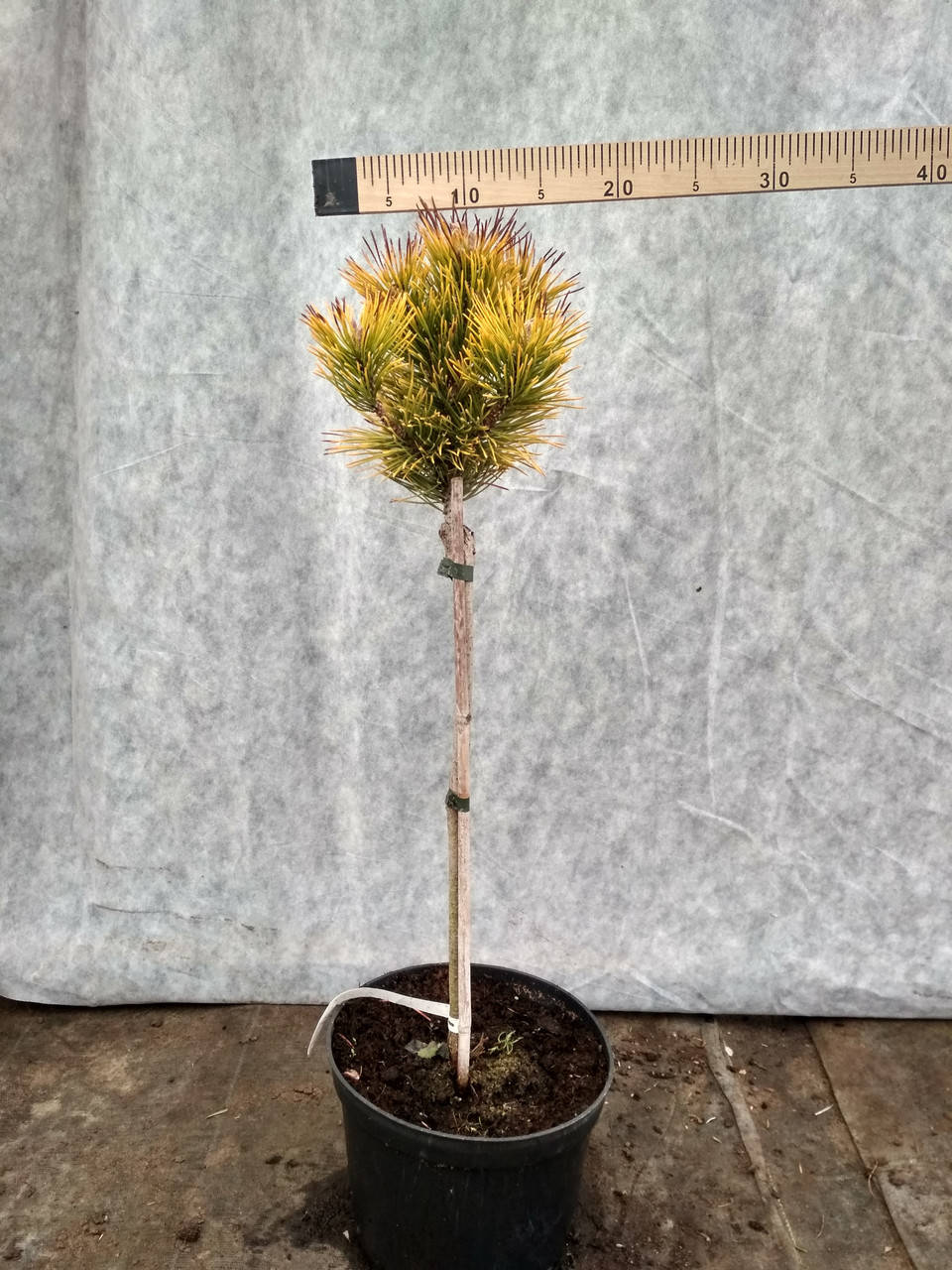 

Сосна горная Винтер Голд (Pinus mugo Winter gold) штамб 50см