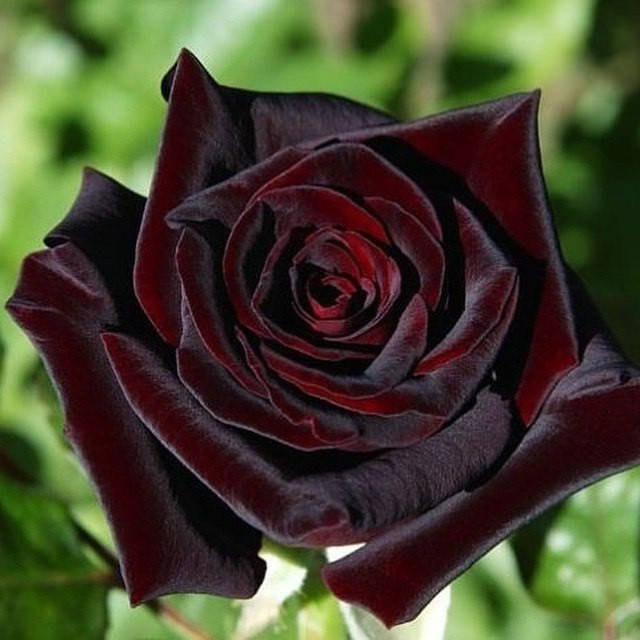 

Роза Блек Баккара (Black Baccara)