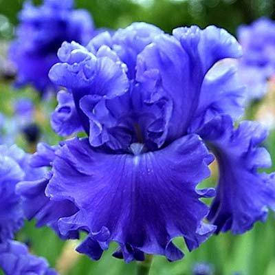 

Ирис Riversong (корневища)