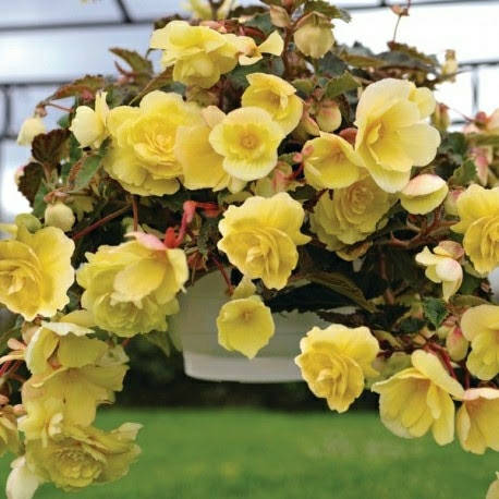 

Семена Бегония клубневая ампельная махровая Иллюминейшн F1 Лемон . 5 шт Benary