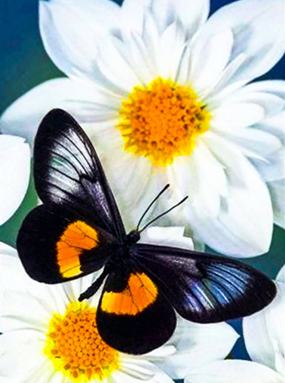 

Алмазная мозайка. Набор алмазной вышивки "Бабочка в ромашках 2". Размер 34*44 см.