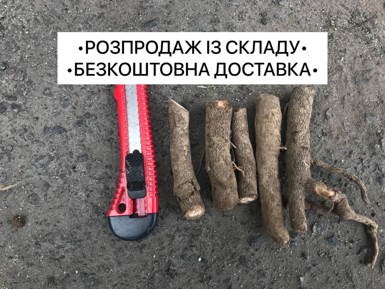 

Корешки Павловнии Pao Tong z07 , Павловния, Безплатная Доставка, Размер 8 см
