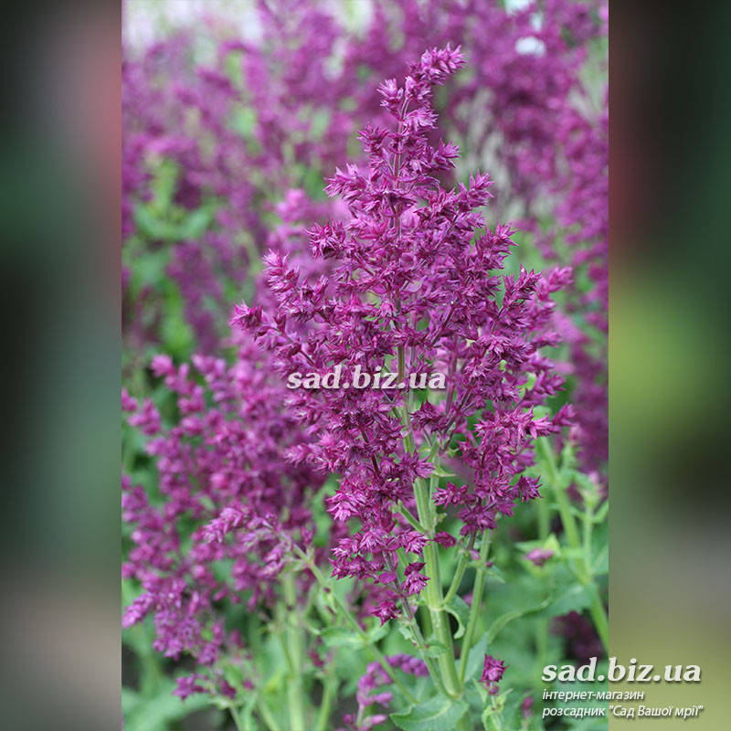 

Шалфей дубравный 'Schwellenburg'. Контейнер 2 л