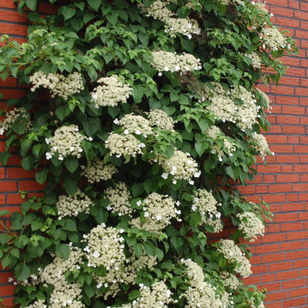 

Гортензия черешковая Петиоларис / Hydrangea anomala Petiolaris С 3