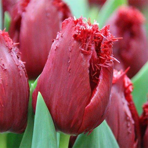 

Тюльпан Mazda (луковицы) 2шт