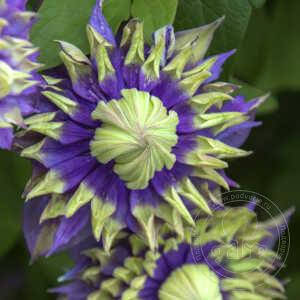 

Клематис Тайга (Taiga)