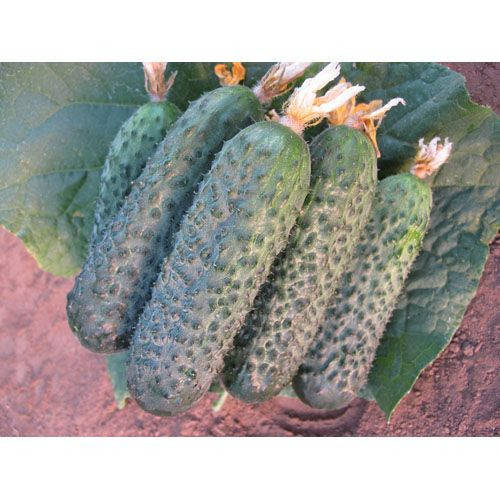 

Семена огурца Директор F1 50 сем., Nunhems, Голландия