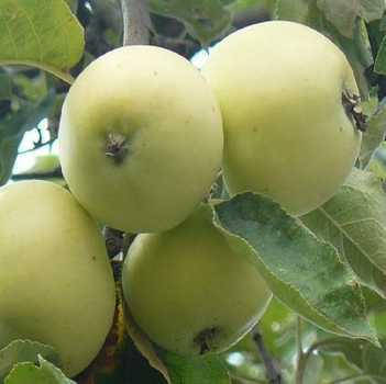 

Яблоня Снежный калвиль