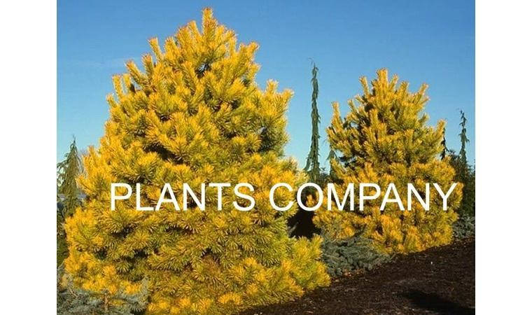 

Pinus sylvestris Aurea C-10