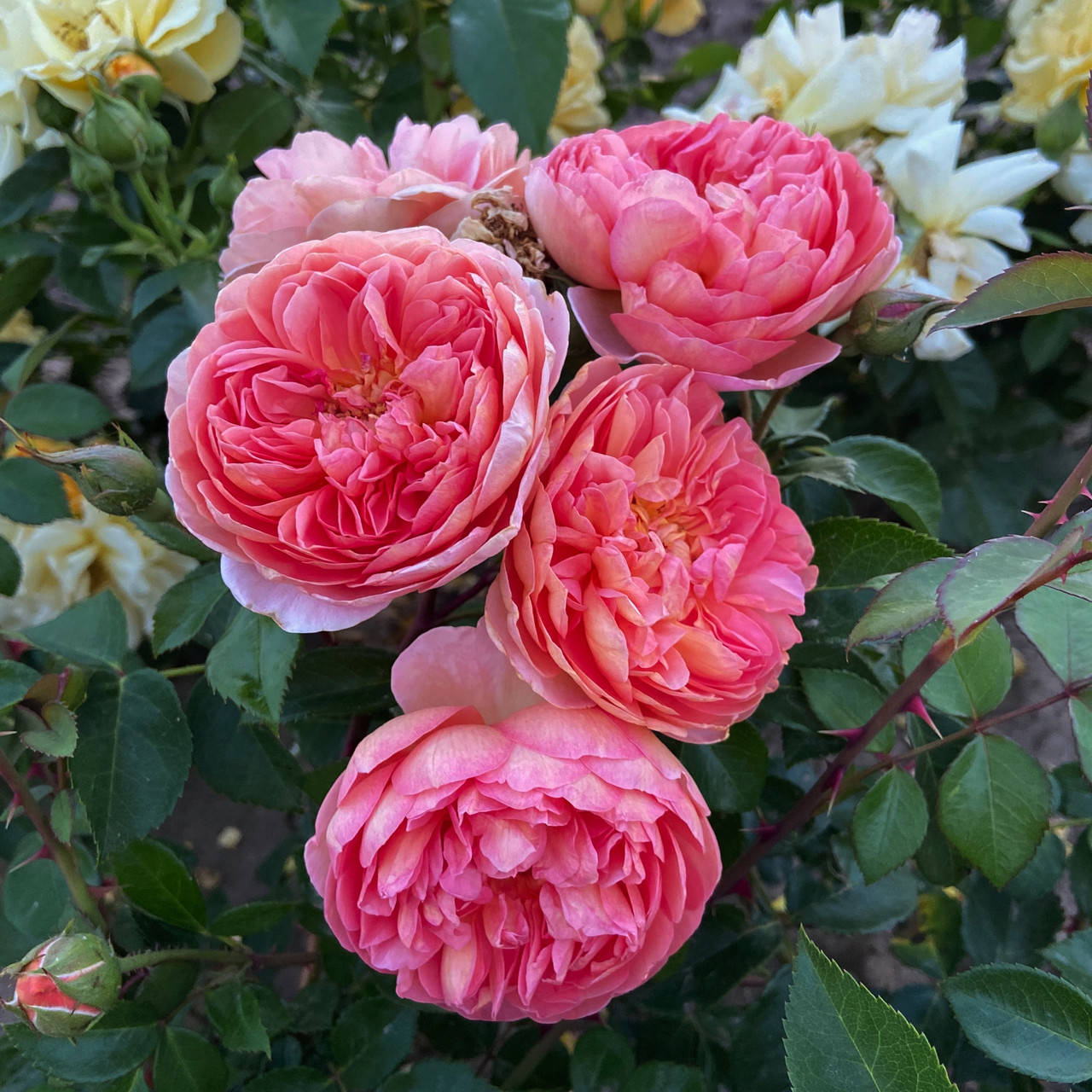 

Пэт Остин (Rosa Pat Austin)