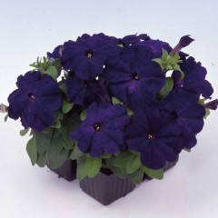 

Семена Петуния мультифлора Мамбо F1 Синяя 100 семян Hem Genetics, Синий