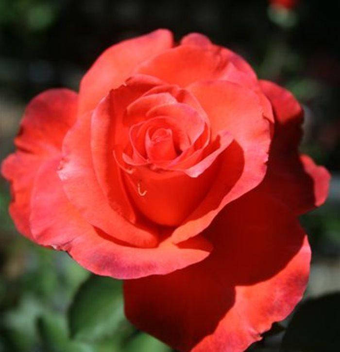 

Саженцы розы "Lady Rose" (Леди Роуз)