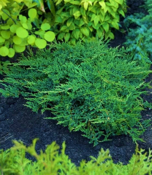 

Можжевельник горизонтальный Принц Оф Уэльс \ Juniperus Prince of Wales (С 1.5) саженцы