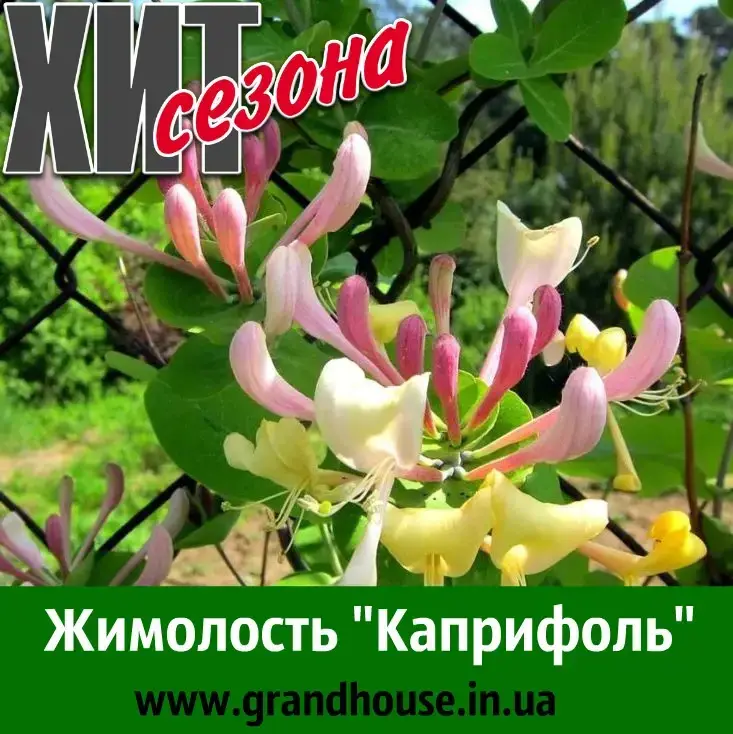 

Жимолость "КАПРИФОЛЬ" (ЗКС, в горшке) / Саженцы / Премиум Качество