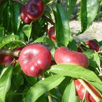 

Саджанці нектарина Месембріна