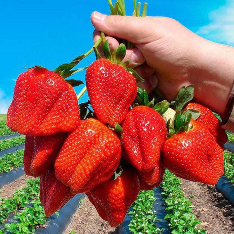 

Клубника Альбион (ОКС)