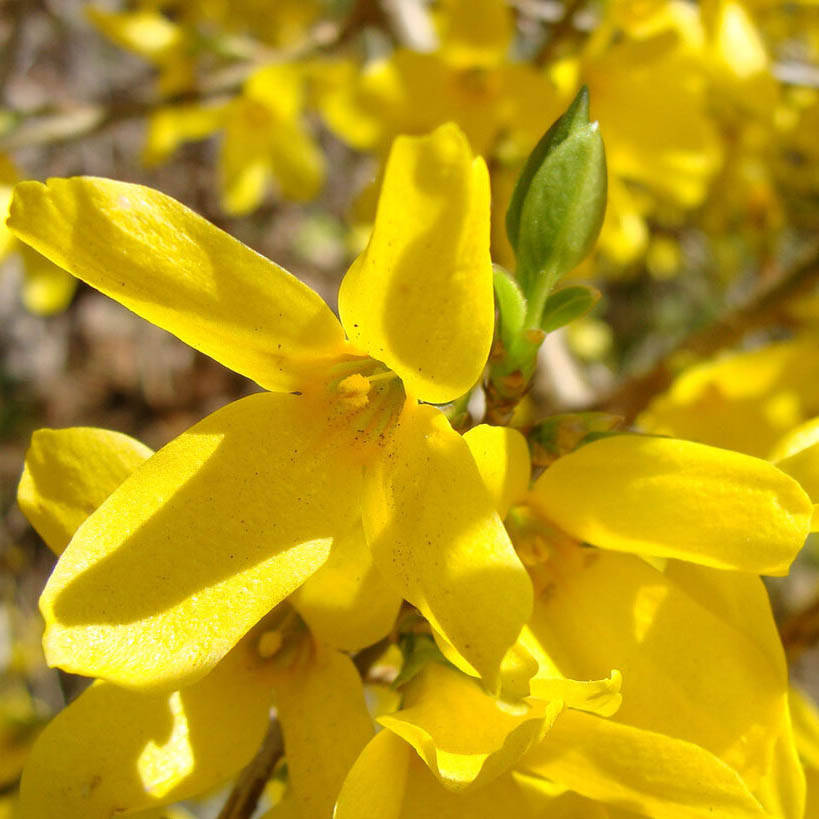 

Форзиция Golden Times 1,5 л