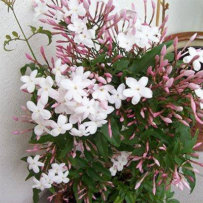 

Жасмин Officinale (саженцы)