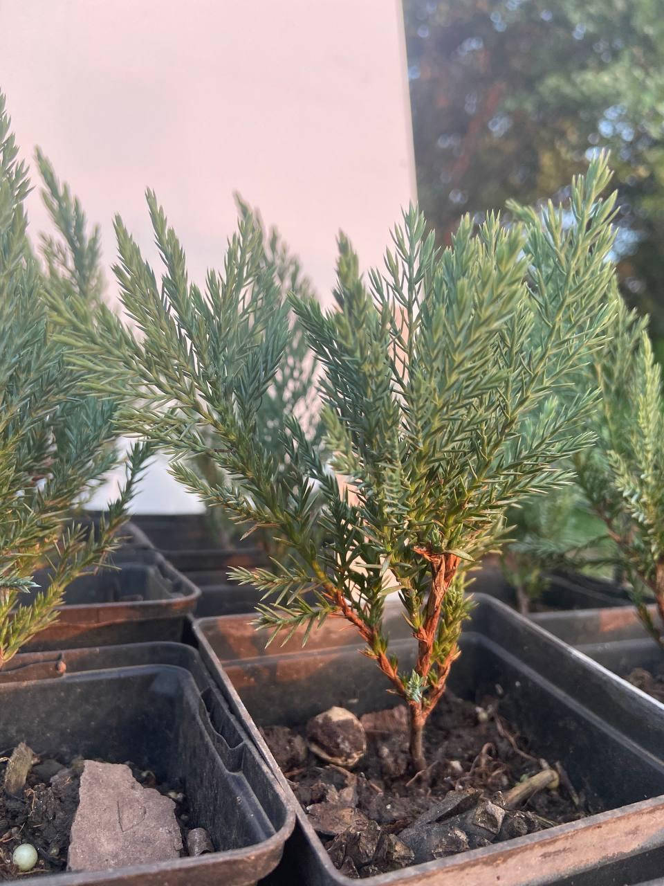 

Можжевельник горизонтальный Блю Чип (Juniperus horizontalis 'Blue Chip') 15 см