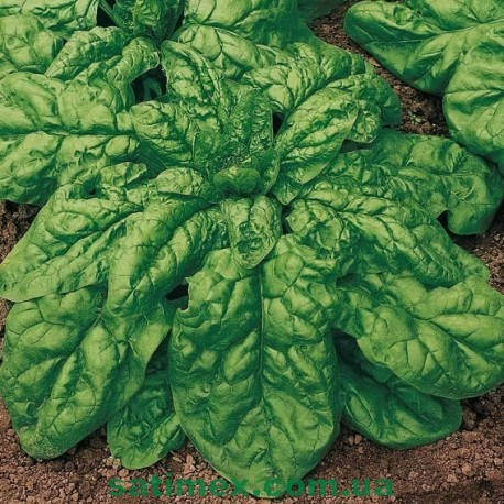 

Семена шпината Матадор