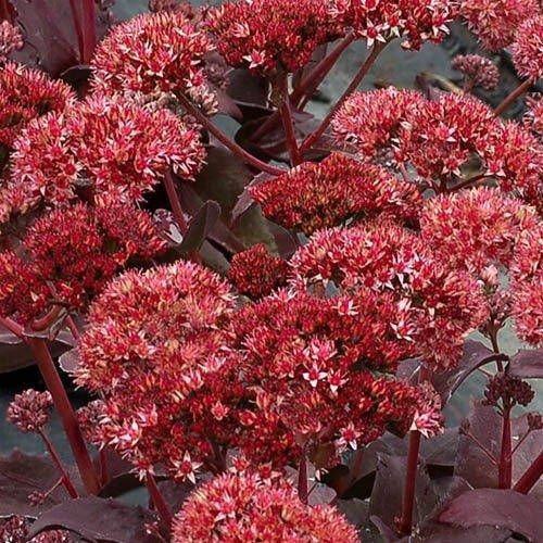 

Седум Raspberry Truffle (саженцы)