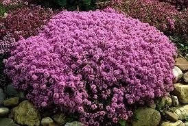 

Чебрець ранній 'Purple Beauty