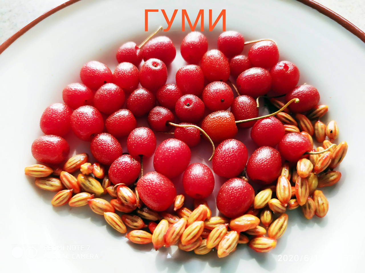 

Гуми семена