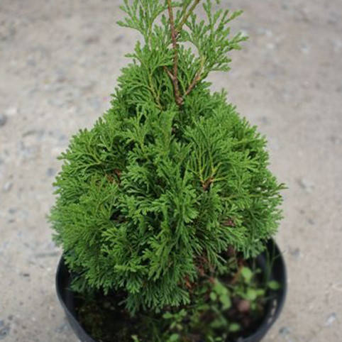 

Туя західна Miky 4 річна,Туя западная Мики, Thuja occidentalis Miky