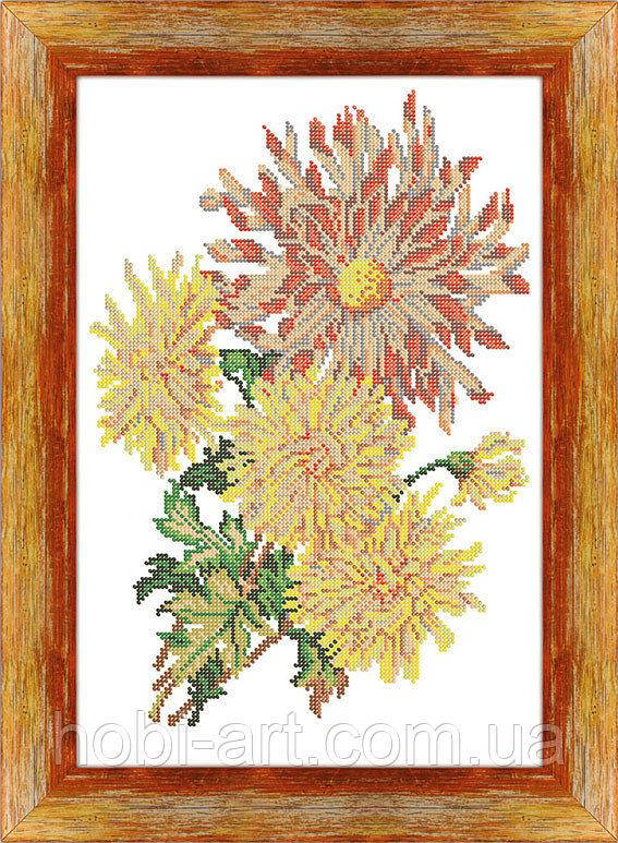 

Хризантема ЧК-А3-44 Атлас