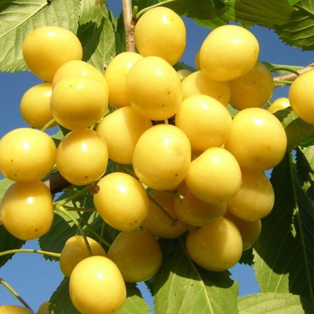 

Черешня Желточек (ранняя)