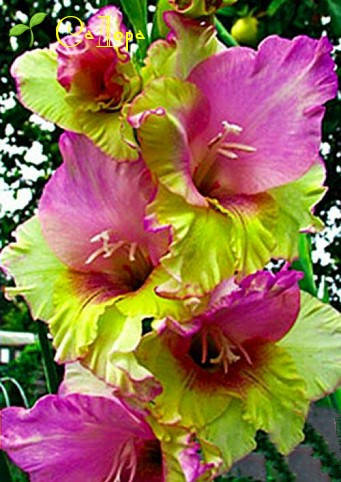 

Гладиолус Mon Amour (Мон Амур)