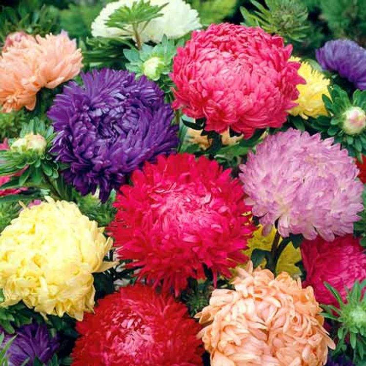 

Семена Астра Королевский размер 0,5 г W.Legutko 5013