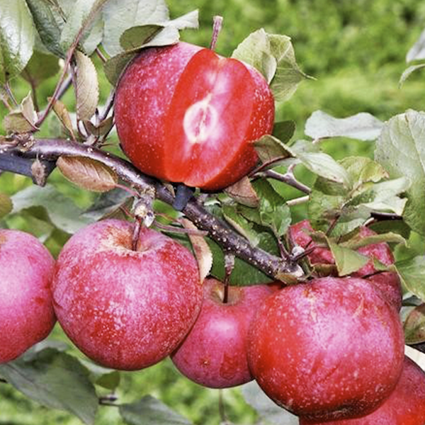 

Саженцы красномясой яблони «Скарлет Сюрпрайз» - 2-летний