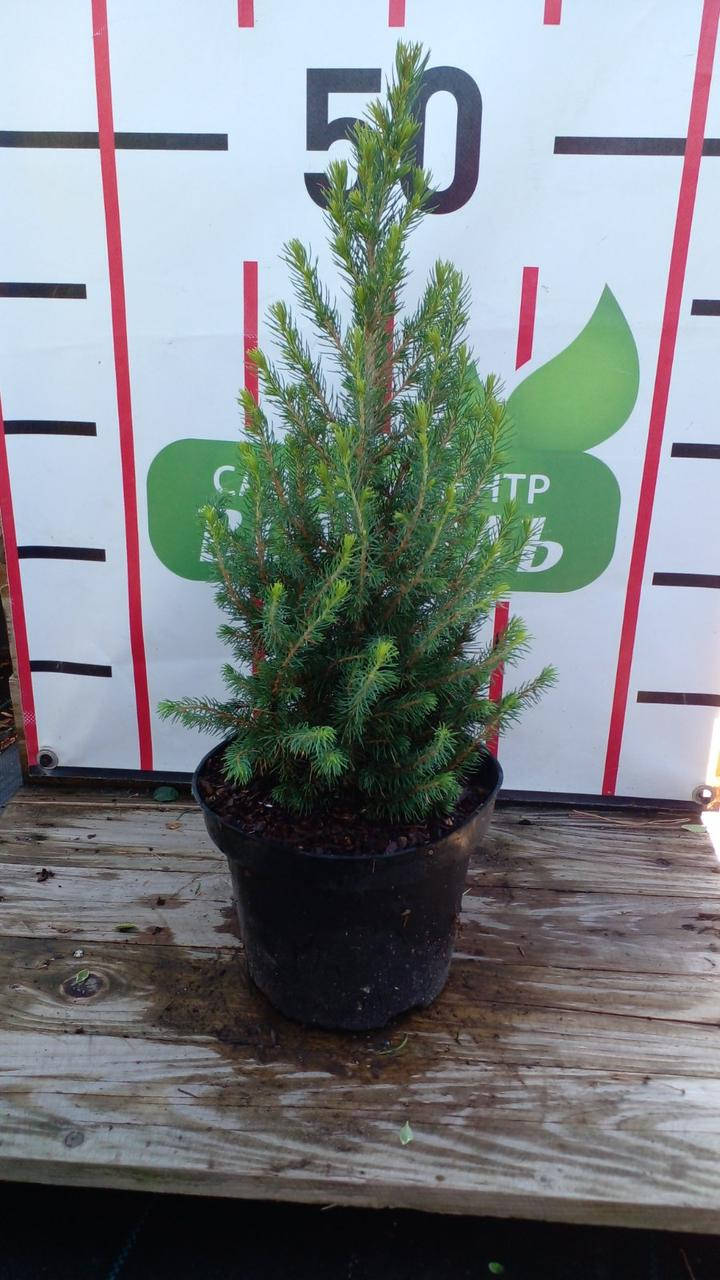 

Ялина звичайна Коніка Десембер/ Picea gl. 'Conica December' С7,5 /Н 40-60