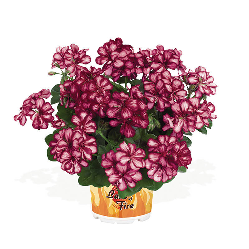 

Пеларгония плющелистная(ампельная) Great Balls of Fire Burgundy Blaze