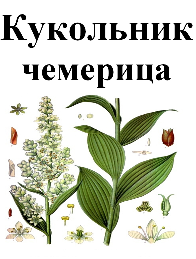 

Кукольник /чемериця корень молотый, 10 грамм