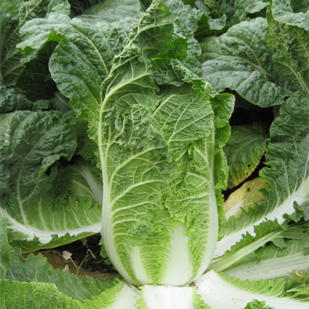 

БИЛКО F1 - семена капусты пекинской, 2 500 семян, Bejo Zaden