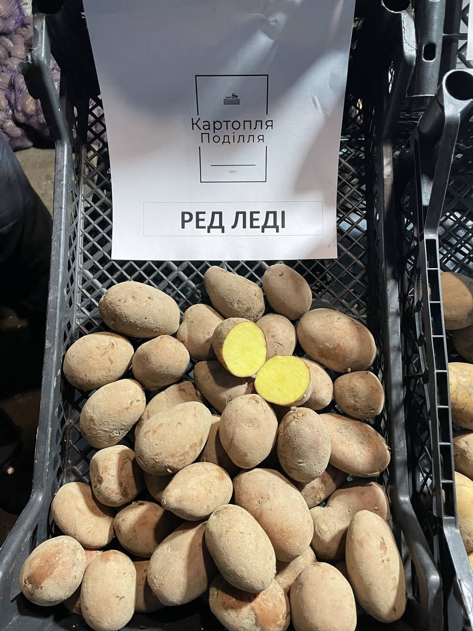 

Семенной картофель Ред Леди, I-я репродукция
