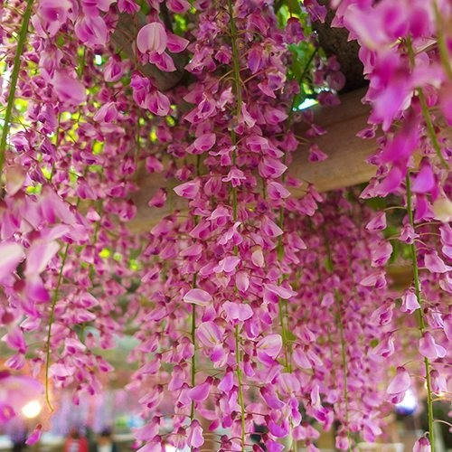 

Глициния Rosea