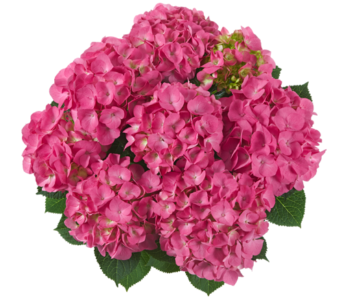 

Гортензія крупнолиста Jip Pink