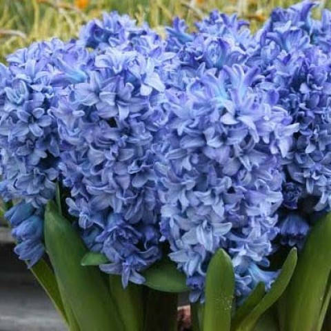 

Гиацинт Blue Tango, Синий