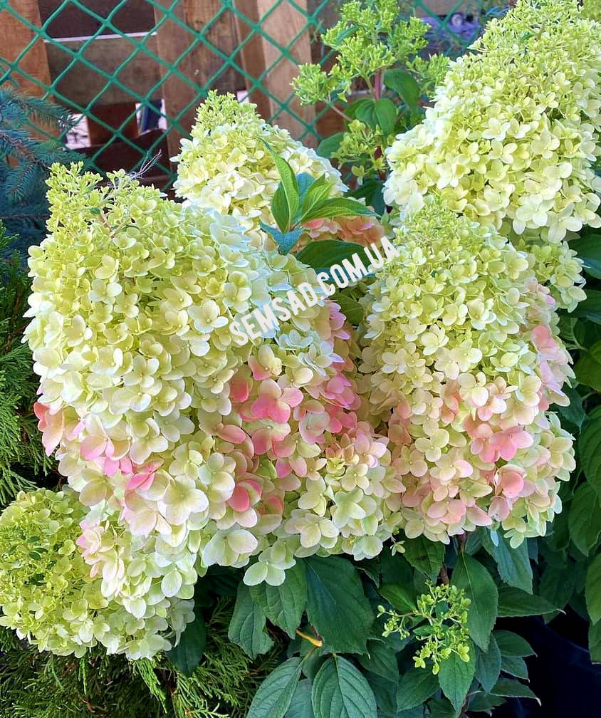 

Гортензия метельчатая Мега Перл \Hydrangea Mega Pearl ( саженцы 3 года) Новинка