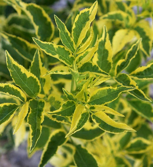 

Бузина черная Мадонна \ Sambucus nigra "Madonna'" ( саженцы 2 года) НОВИНКА