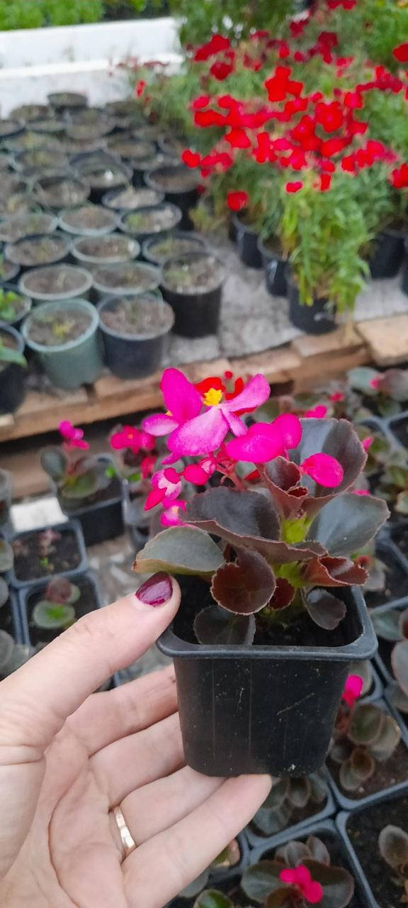 

Бегонія вічноквітуча садова (Begonia Semperflorens) кольори в асортименті