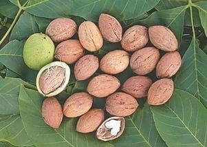 

Саженцы грецкого ореха КОЧЕРЖЕНКО (двухгодичный)