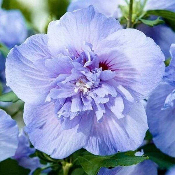 

ГИБИСКУС BLUE CHIFFON (САЖЕНЦЫ).