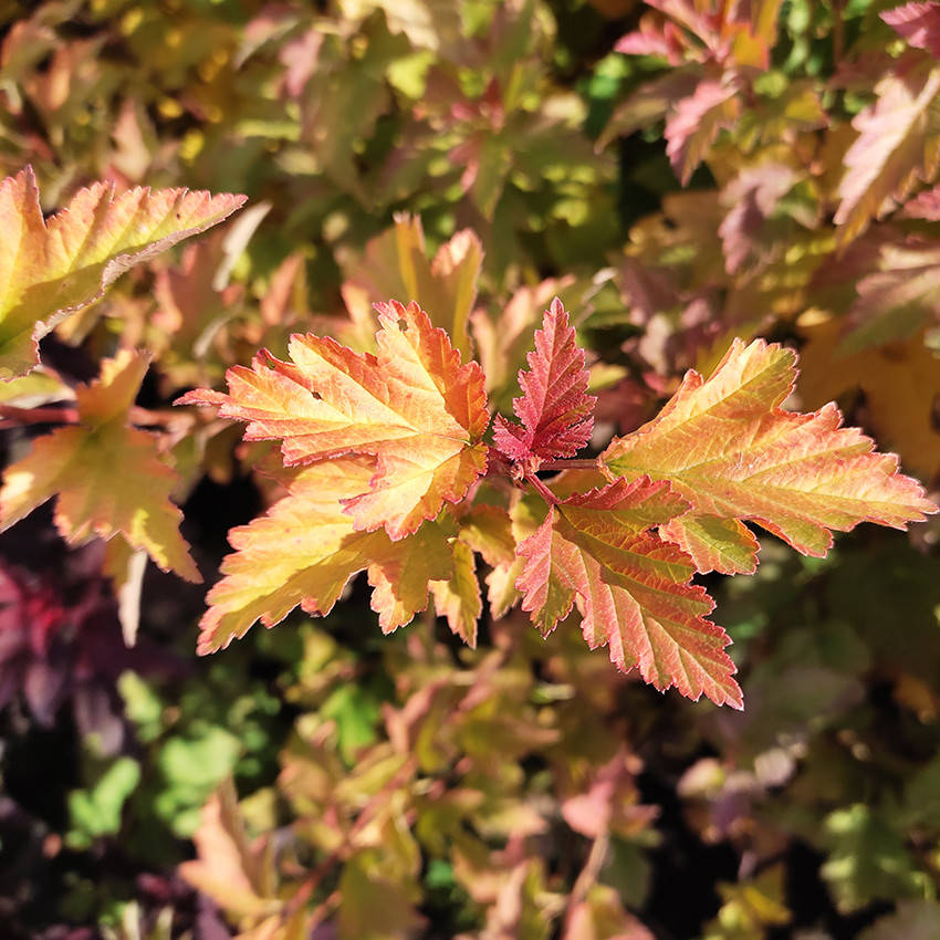 

Пузыреплодник Наггет / Physocarpus Nugget / С3