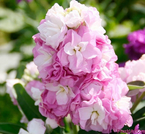 

Семена Маттиола Katz Cherry Blossom PanAmerikan